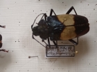 Pyrodes pulcherinus 1