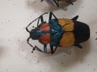 Pyrodes pulcherinus 2