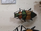 Pyrodes pulcherinus 3