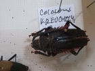 Colosomus kreuchelyi