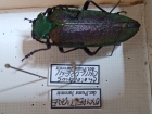 cheloderus childreni