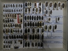 krabice 11 rhagiini  