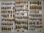 krabice 21 rhagium