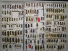 krabice 30 xylotrechus 