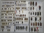 krabice 41 leptura