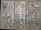 krabice 53 stenopterini