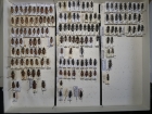 krabice 55 paracorymbia