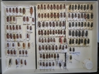 krabice 56 astictoleptura