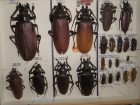 Prionidae krabice 1
