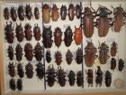 Prionidae krabice 2 xixuthrus