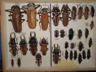 Prionidae krabice 3 calipogon