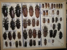 Prionidae krabice 4 tithoes, 