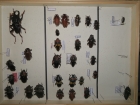 Prionidae krabice 5 colocomus