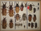 Prionidae krabice 6 macrodontia