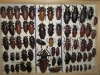 Prionidae krabice 7 rhampan