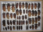Prionidae krabice 9 macrotoma