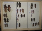 Prionidae krabice 10 aegosomatini