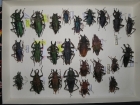 Prionidae krabice  11 psalidoghnatus