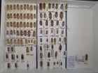 krabice 58 trichoferus