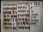 krabice 59 stictoleptura