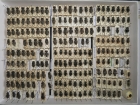dorcadion sestava