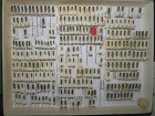 krabice 17 phytoecia