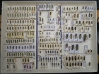 krabice 18 phytoecia 2