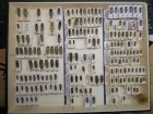 krabice 19 phytoecia 3